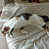 cat, tricolor_cat, calico, yawning, open_mouth, teeth, pink_tongue, lying_down, relaxed, bed, blanket, bedroom, bedding, pillows, wooden_floor, indoor, pet, furry, whiskers, funny_pose