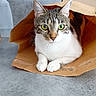 Hiro a rejoint le concours — aidez-le/la à gagner de superbes lots ! cat, tabby, white_fur, pet, animal, face, eyes, whiskers, ears, paws, sitting, indoors, kitchen, countertop, paper_bag, cardboard, portrait, looking_at_camera, gray_fur, calm