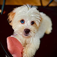Polar joined the competition — help win amazing prizes! dog, puppy, white_dog, blue_eyes, toy, plush_toy, close_up, portrait, indoor, fur, cute, looking_up, nose, paw, wooden_floor, dark_background, chair_leg, shallow_depth_of_field, pet, small_dog