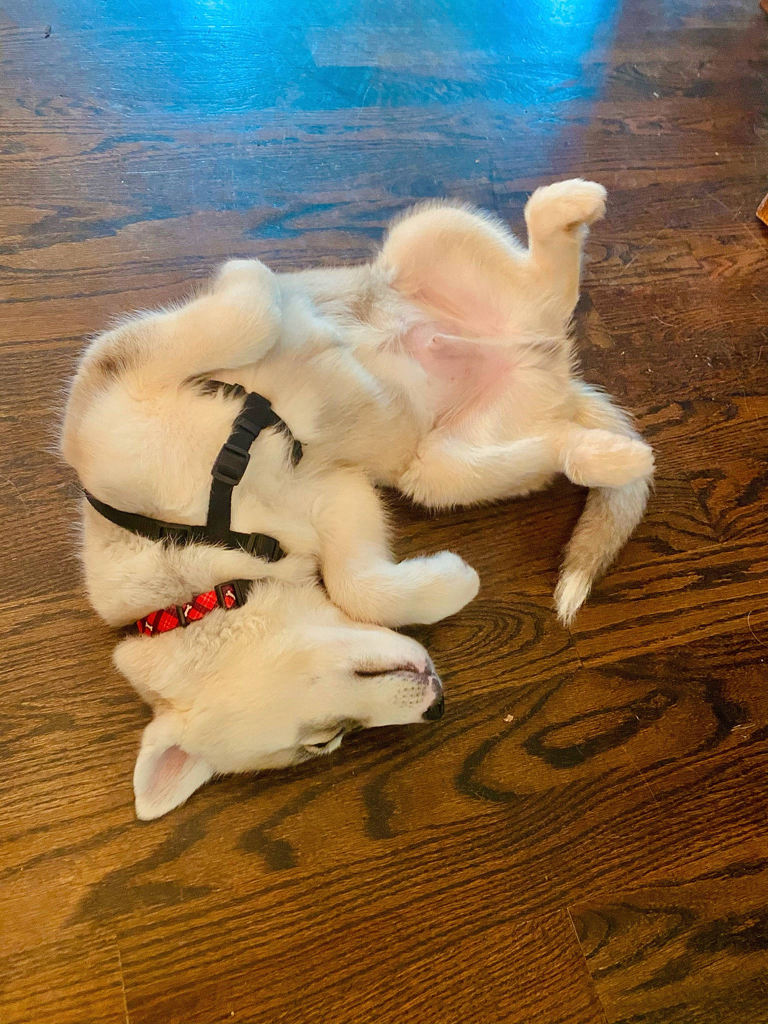 Jordy is registered to the contest to win money with this photo: _geese_and_swans, art, canidae, companion_dog, dog_breed, ducks, fawn, flooring, fur, hardwood, paw, plush, snout, sporting_group, stuffed_toy, tail, toy, water_bird, wildlife, wood