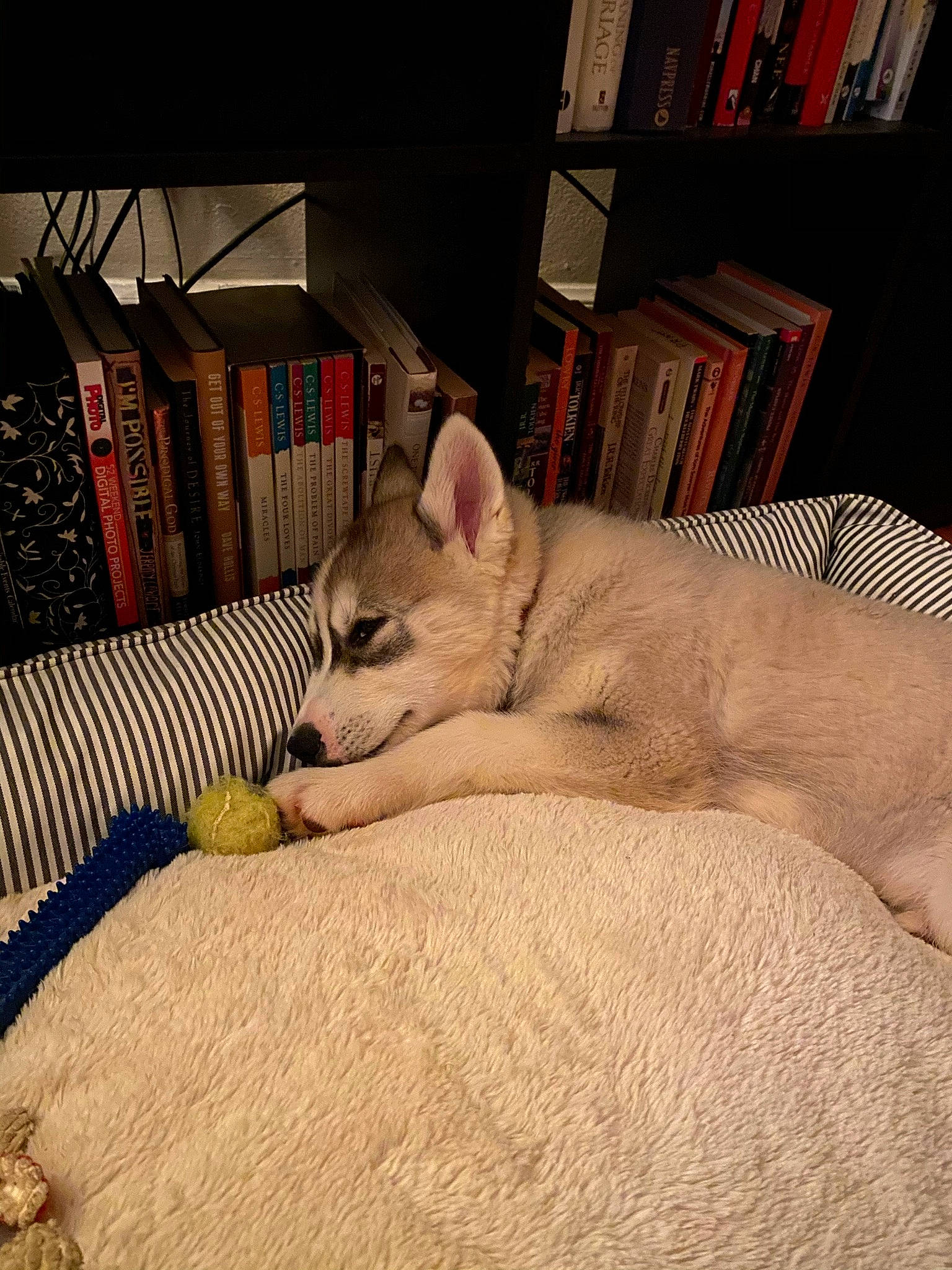 Jordy joined the competition — help win amazing prizes! bookcase, carnivore, comfort, companion_dog, dog_breed, domestic_short_haired_cat, fawn, felidae, flooring, hardwood, linens, paw, shelf, shelving, small_to_medium_sized_cats, snout, tail, terrestrial_animal, whiskers, wood