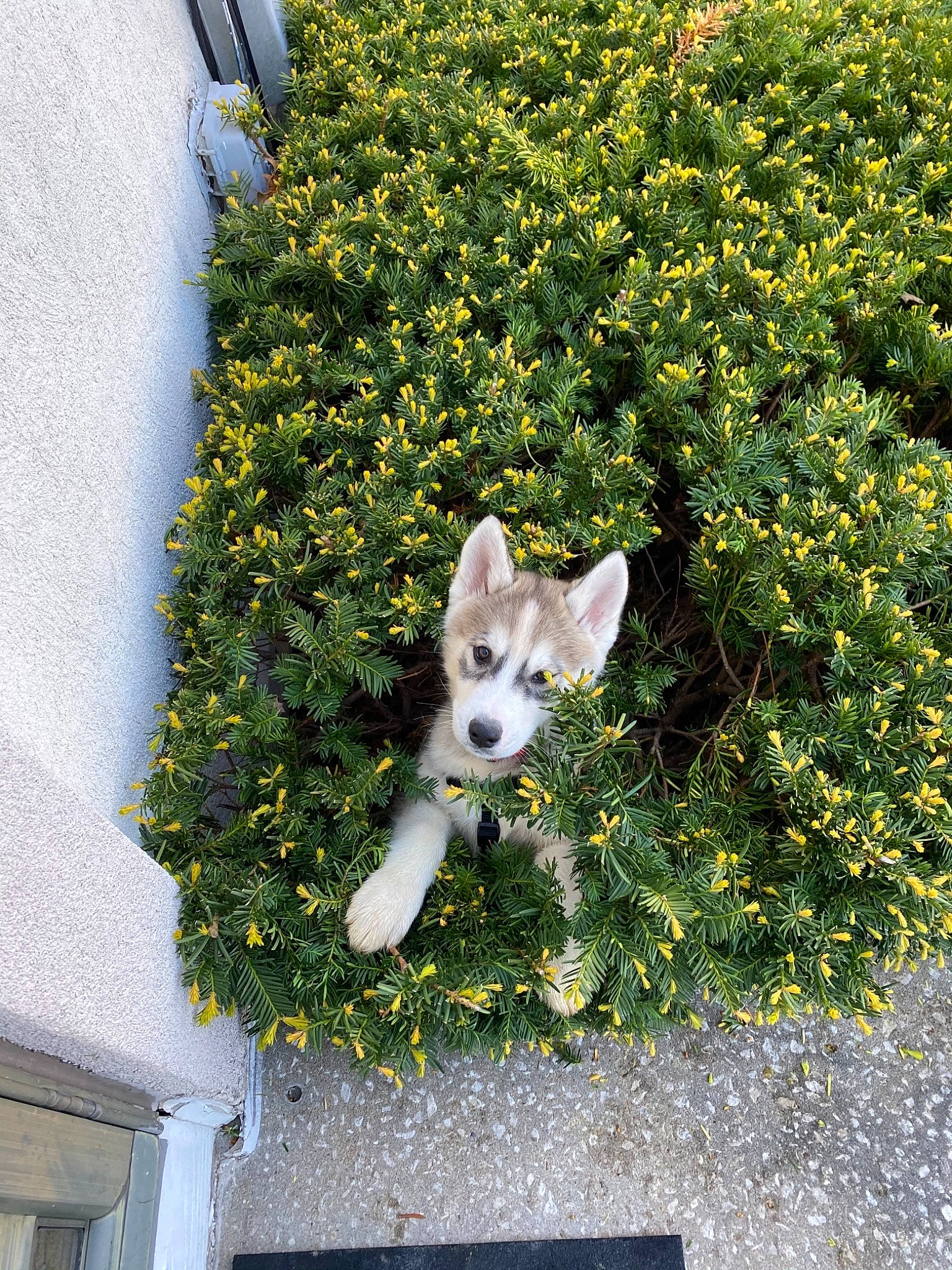 Jordy is registered to the contest to win money with this photo: art, canidae, carnivore, cat, companion_dog, dog_breed, domestic_short_haired_cat, fawn, felidae, flower, grass, plant, road_surface, shrub, small_to_medium_sized_cats, snout, tail, tree, twig, whiskers