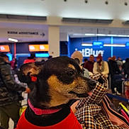 Tairy is registered to the contest to win money with this photo: dog, small_dog, pet, animal, indoor, airport, people, crowd, clothing, red_sweater, black_and_tan, waiting_area, check_in, luggage, blurred_background, canine, tongue_out, companion, travel, portrait
