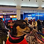 dog, small_dog, pet, animal, indoor, airport, people, crowd, clothing, red_sweater, black_and_tan, waiting_area, check_in, luggage, blurred_background, canine, tongue_out, companion, travel, portrait