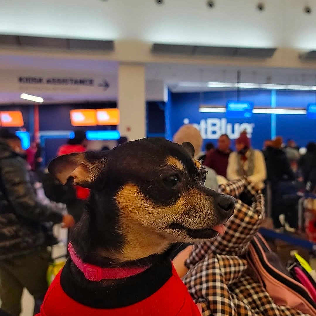 Tairy is registered to the contest to win money with this photo: airport, animal, black_and_tan, blurred_background, canine, check_in, clothing, companion, crowd, dog, indoor, luggage, people, pet, portrait, red_sweater, small_dog, tongue_out, travel, waiting_area