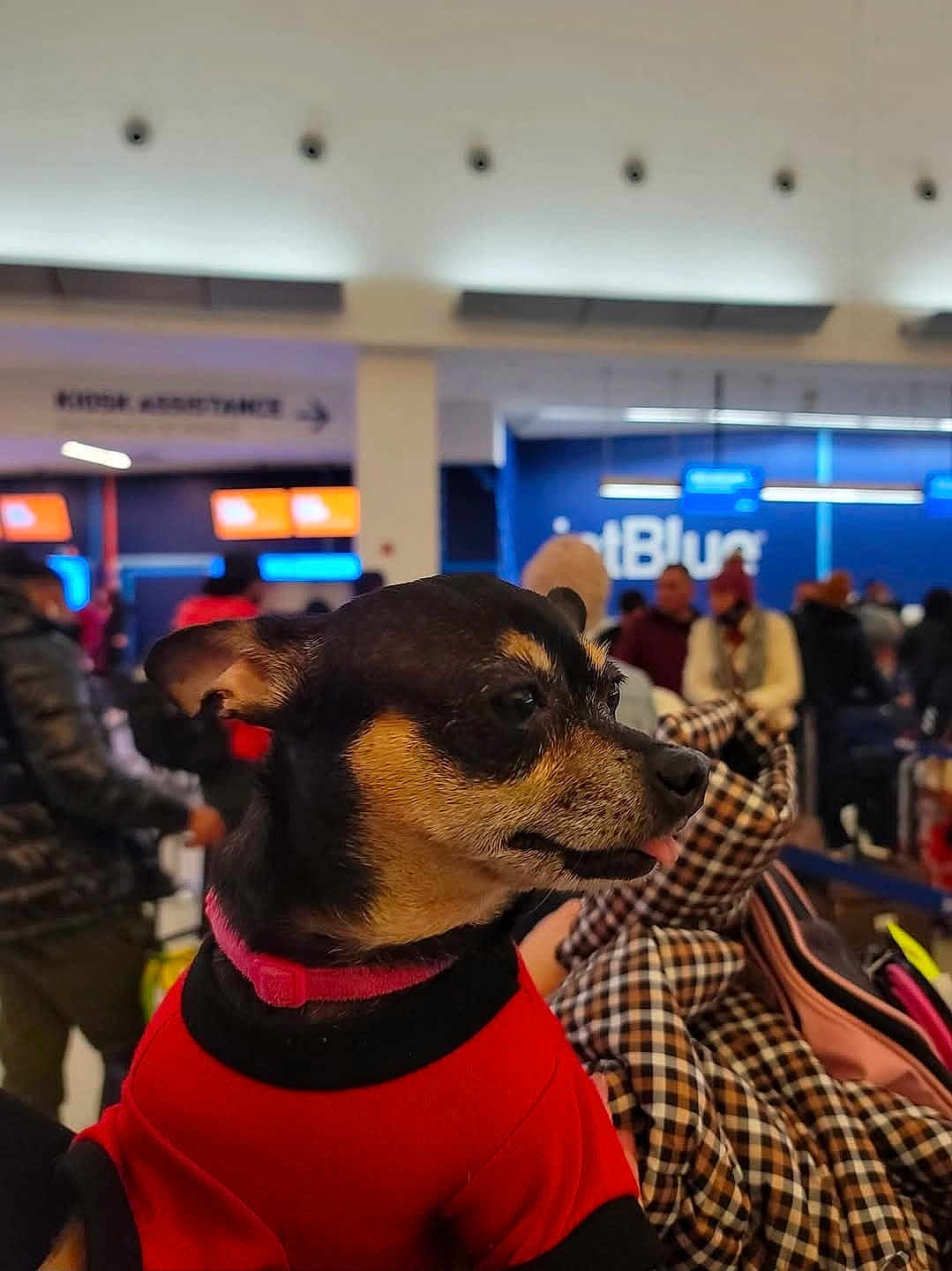 Tairy is registered to the contest to win money with this photo: dog, small_dog, pet, animal, indoor, airport, people, crowd, clothing, red_sweater, black_and_tan, waiting_area, check_in, luggage, blurred_background, canine, tongue_out, companion, travel, portrait
