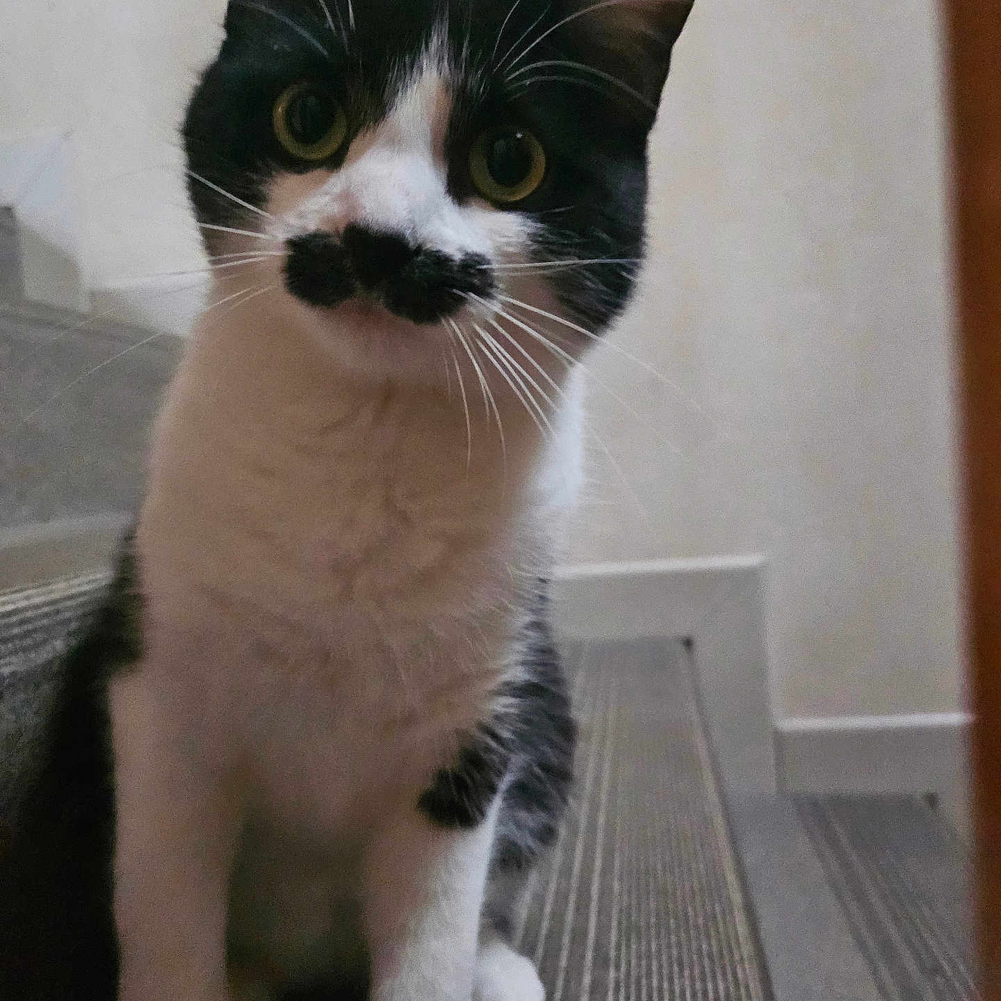 Yuki