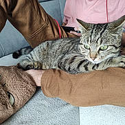 Tigrou participe au concours pour gagner de l'argent avec cette photo : cat, tabby_cat, person, brown_pants, pink_shirt, couch, sofa, pillow, furry_pillow, lap, relaxed, indoor, pet, animal, striped_fur, whiskers, clothing, hand, game_controller, casual