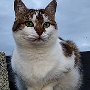 Kitty participe au concours pour gagner de l'argent avec cette photo : abyssinian, angora, animal, cat, kitten, manx, pet, siamese