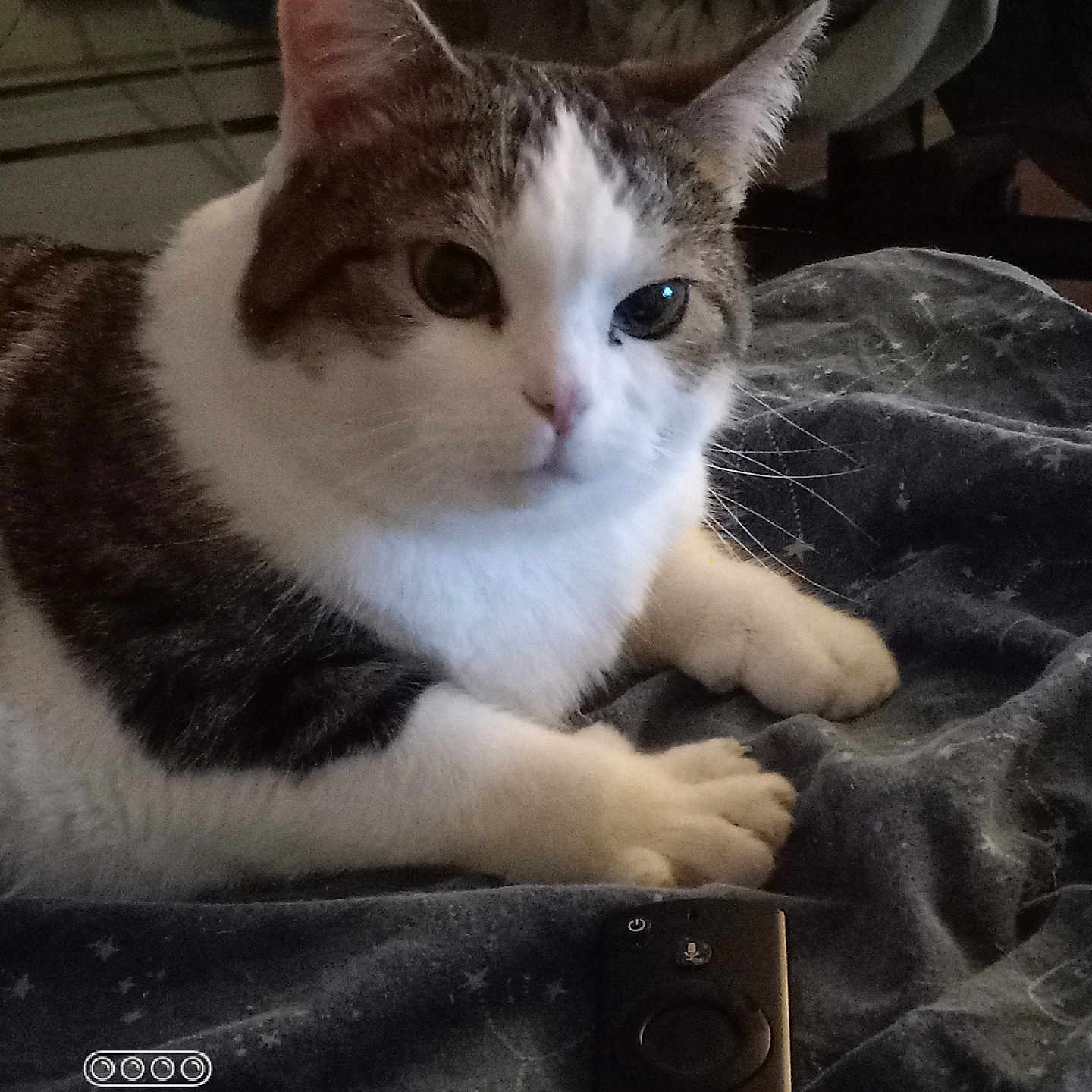 Scarlett is registered to the contest to win money with this photo: abyssinian, angora, animal, cat, computer, computerhardware, computerkeyboard, couch, electronics, furniture, hardware, kitten, manx, monitor, pet, remotecontrol, screen, siamese, speaker, tv
