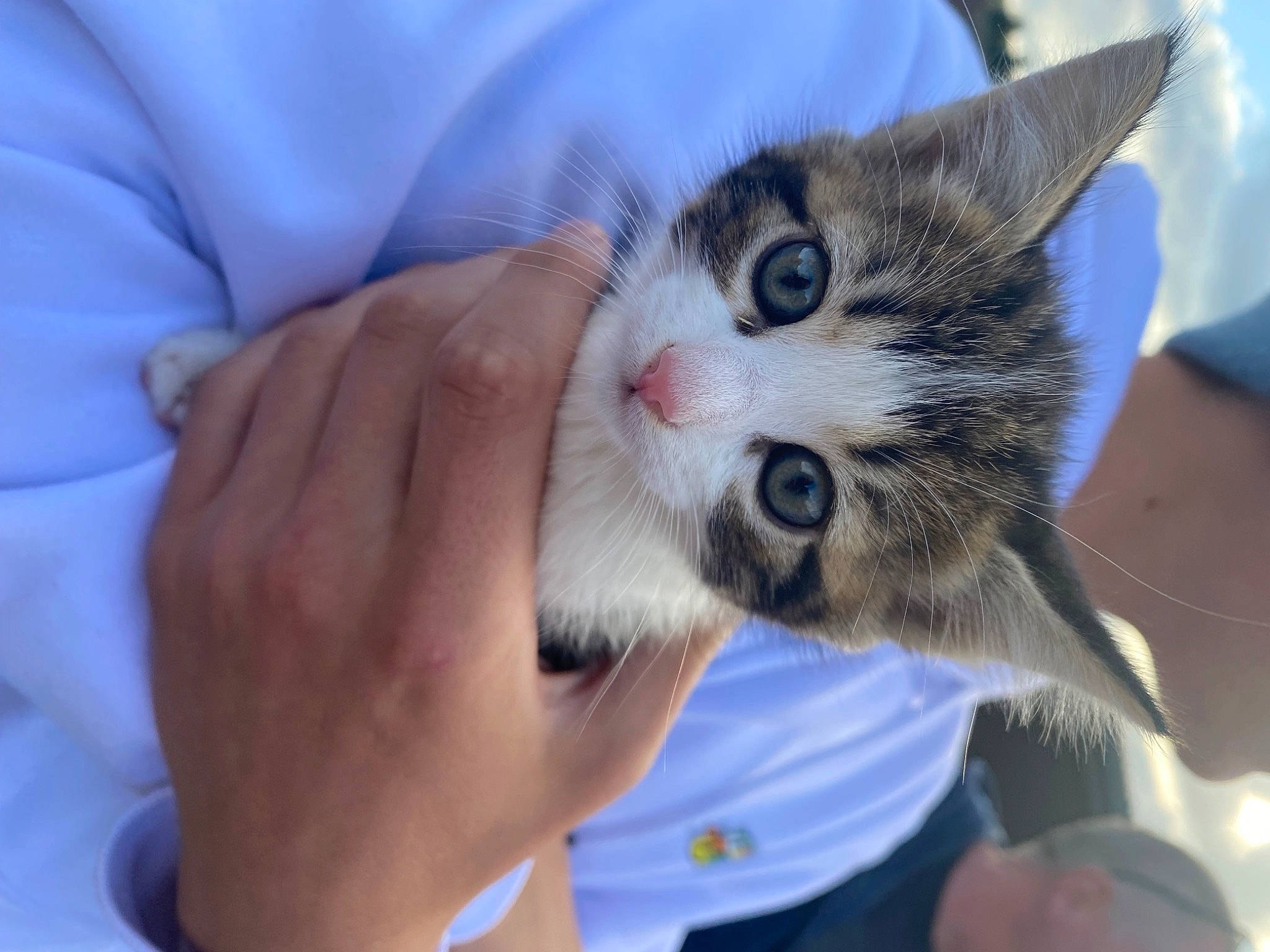 Twitch joined the competition — help win amazing prizes! carnivore, cat, claw, comfort, domestic_short_haired_cat, ear, felidae, finger, fur, gesture, hand, nail, paw, small_to_medium_sized_cats, snout, whiskers