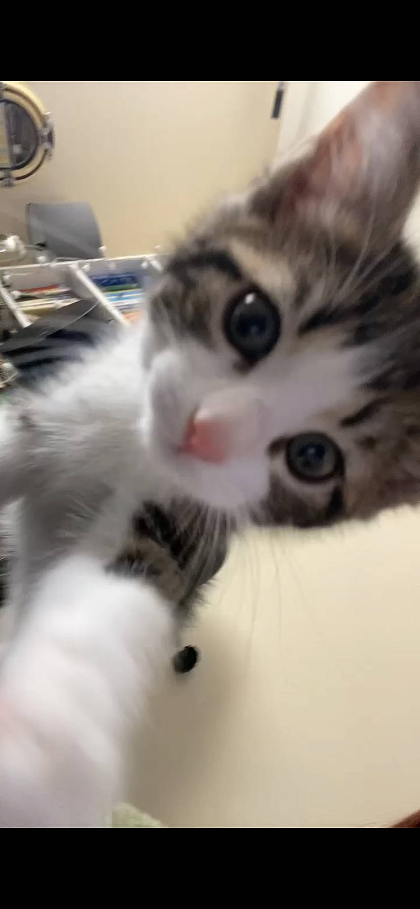 Twitch is registered to the contest to win money with this photo: carnivore, cat, claw, comfort, domestic_short_haired_cat, eye, felidae, fur, nap, paw, small_to_medium_sized_cats, snout, tail, whiskers