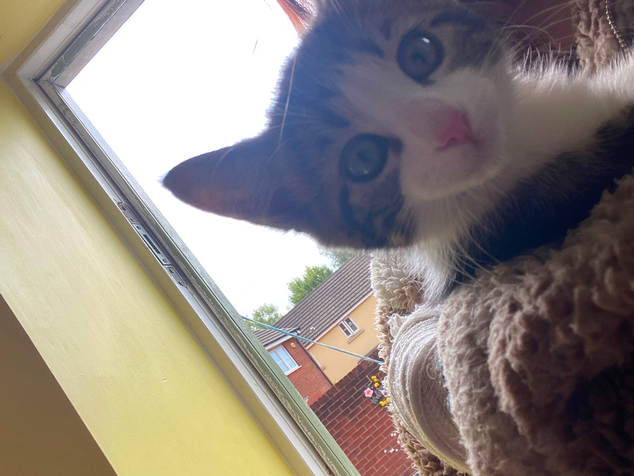 Twitch is registered to the contest to win money with this photo: carnivore, cat, claw, domestic_short_haired_cat, felidae, fur, hardwood, paw, plant, russian_blue, small_to_medium_sized_cats, snout, tail, thai, tints_and_shades, tree, whiskers, window, wood