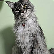 Whisky participe au concours pour gagner de l'argent avec cette photo : cat, gray_cat, long_hair, fluffy, sitting, pet, indoor, collar, tag, paw_tag, feline, curious, portrait, animal, whiskers, ears, soft_texture, green_background, perch, cute