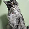 cat, gray_cat, long_hair, fluffy, sitting, pet, indoor, collar, tag, paw_tag, feline, curious, portrait, animal, whiskers, ears, soft_texture, green_background, perch, cute