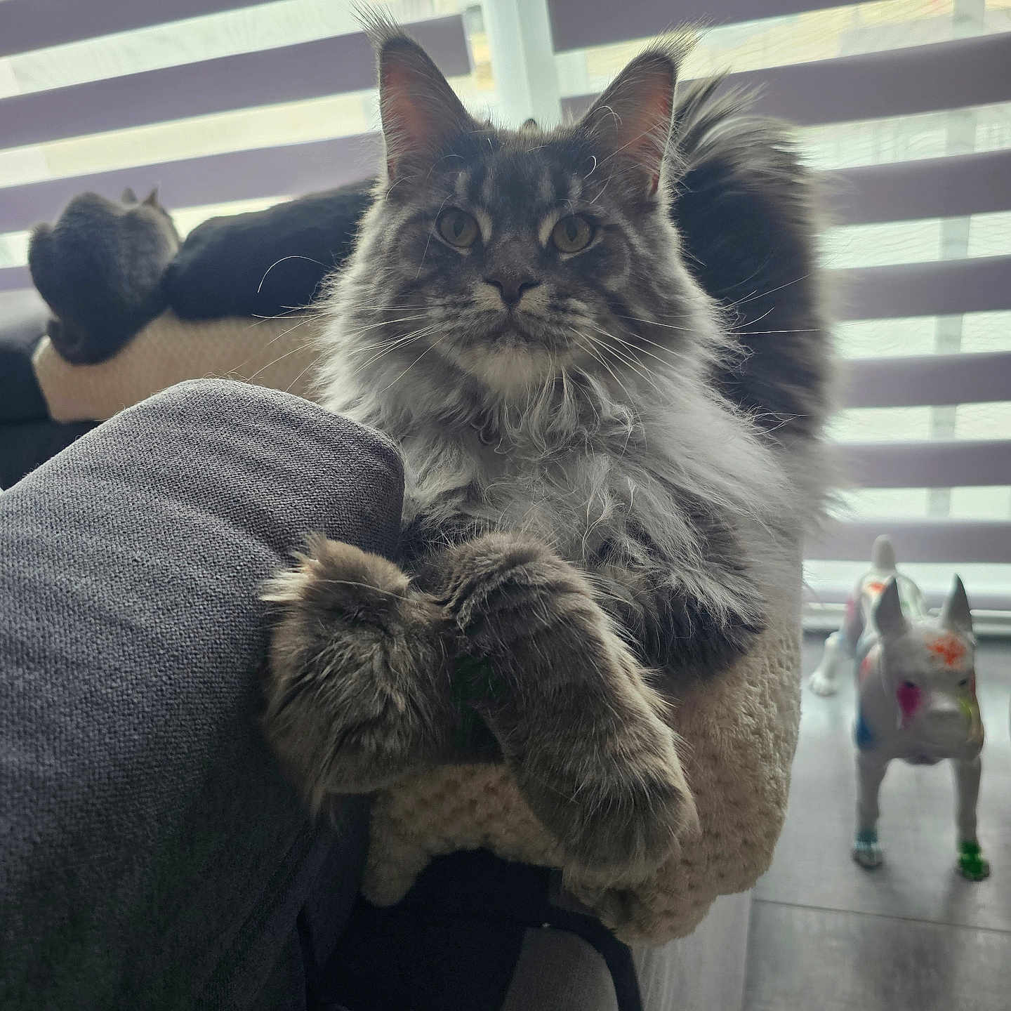 Whisky participe au concours pour gagner de l'argent avec cette photo : cat, fluffy, paws, lounging, furniture, sofa, indoor, window, blinds, statue, decor, animal, pet, relaxing, grey, striped, background, soft_light, domestic, resting