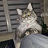 Whisky a rejoint le concours — aidez-le/la à gagner de superbes lots ! cat, fluffy, gray, yellow_eyes, indoor, couch, pet, relaxed, animal, feline, whiskers, ears, fur, collar, tag, plant, orchid, window, home, domestic