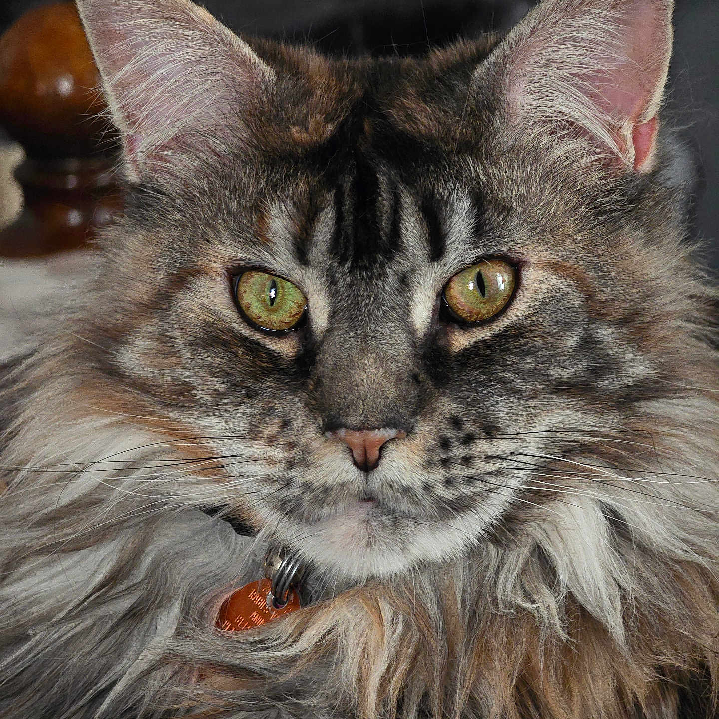 Baylee Rose is registered to the contest to win money with this photo: animal, cat, close_up, collar, cute, domestic_cat, ear, face, feline, fluffy, fur, green_eyes, indoor, looking_at_camera, maine_coon, pet, portrait, soft_light, tag, whiskers