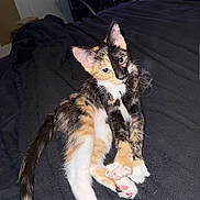 Mei is registered to the contest to win money with this photo: kitten, calico, cat, pet, animal, feline, cute, pink_paw_pads, lying_down, black_blanket, indoor, young, fur, whiskers, ears, tail, curious, soft, cute_pet, relaxed