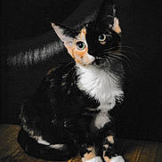 Mei joined the competition — help win amazing prizes! animal, black, calico, cat, closeup, curious, cute, domestic_cat, ears, eyes, feline, fur, indoor, orange, pet, portrait, sitting, whiskers, white, wooden_floor