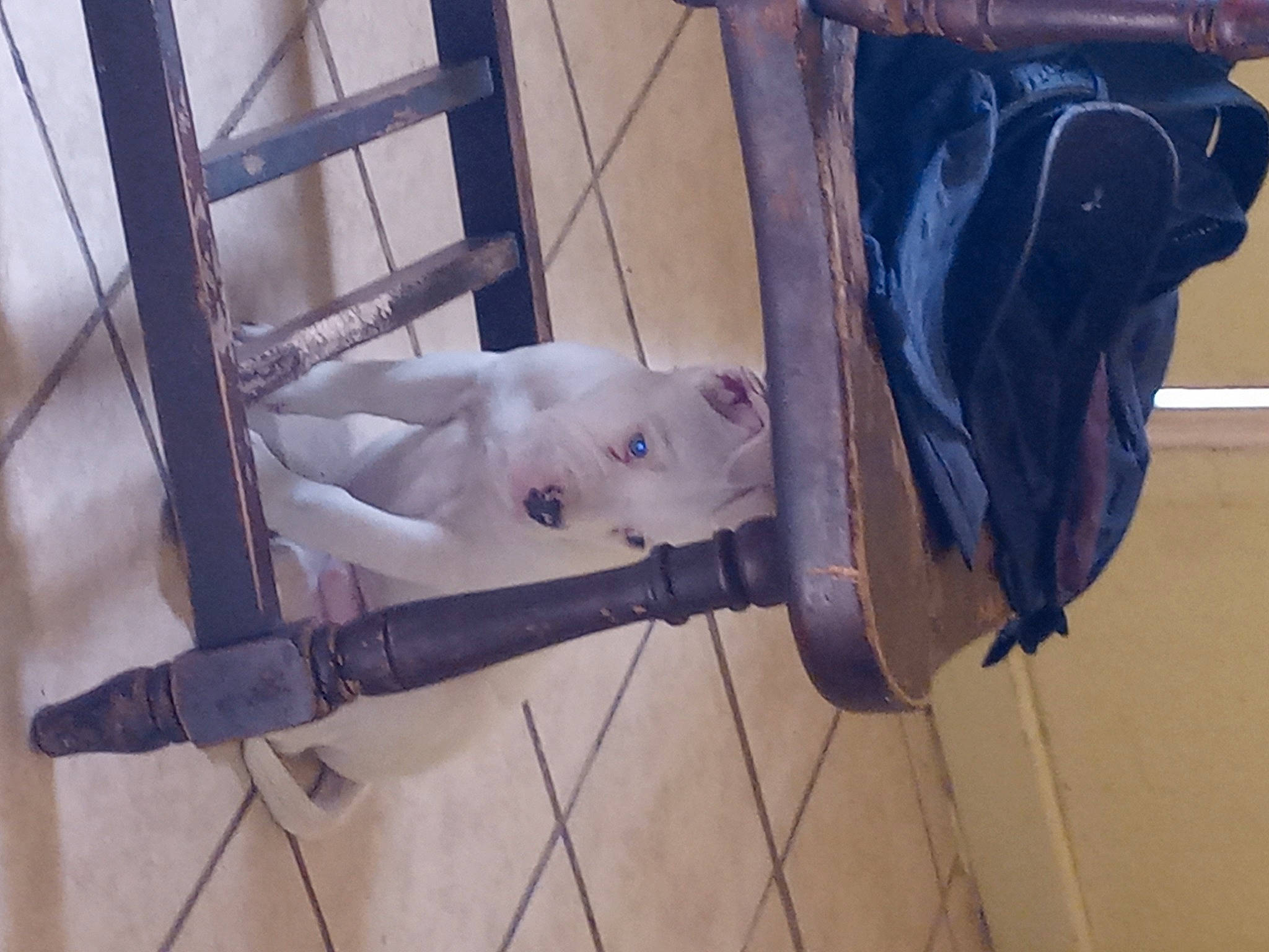 Casper joined the competition — help win amazing prizes! baby_products, carnivore, companion_dog, dog, dog_breed, flooring, fur, handrail, metal, non_sporting_group, tail, tire, toy, wood, working_animal