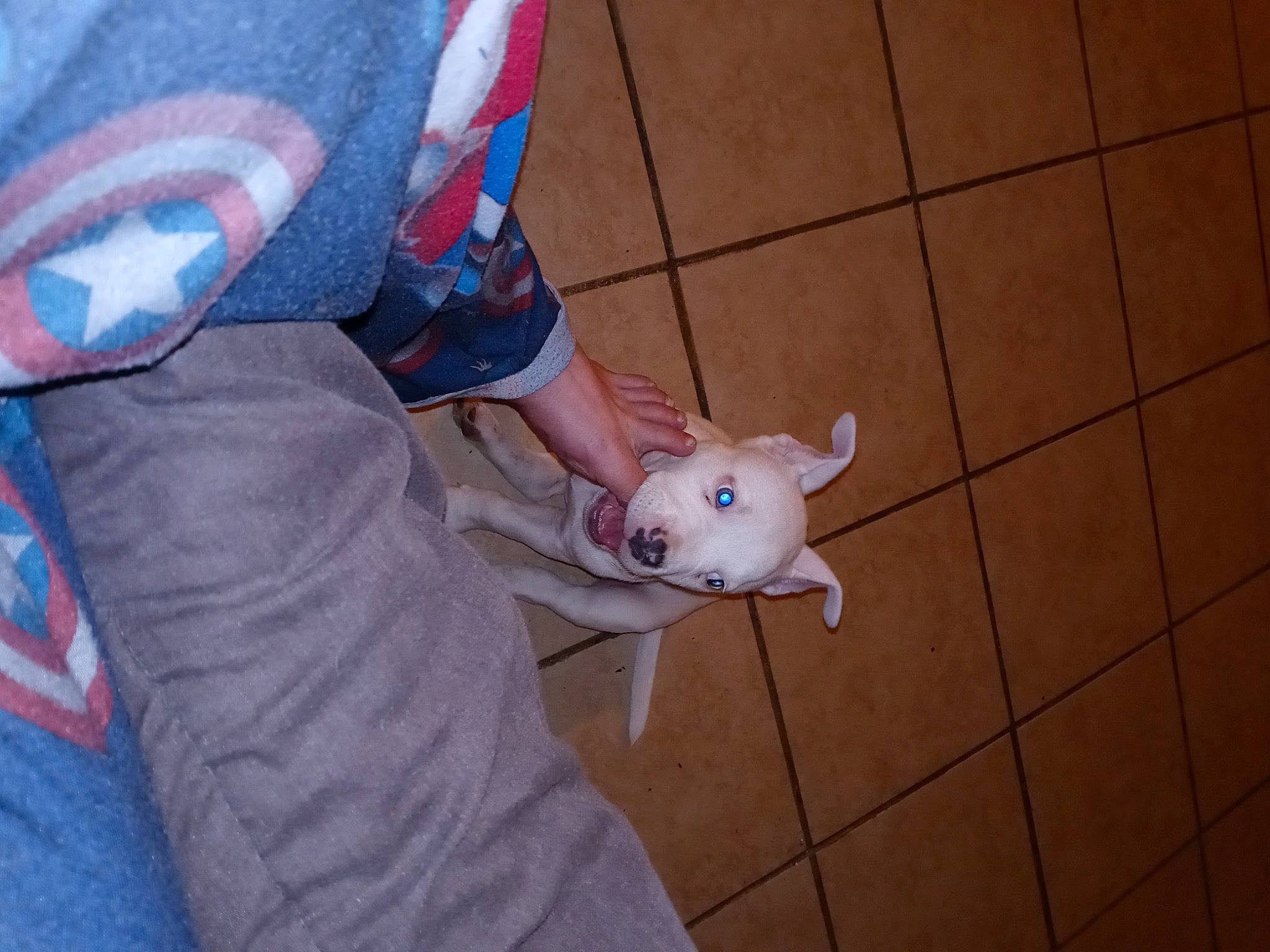 Casper joined the competition — help win amazing prizes! bull_terrier, bull_terrier_miniature, canidae, carmine, child, companion_dog, dog_breed, fawn, flooring, fur, headgear, knee, personal_protective_equipment, plush, snout, stuffed_toy, tail, toy, whiskers, working_animal