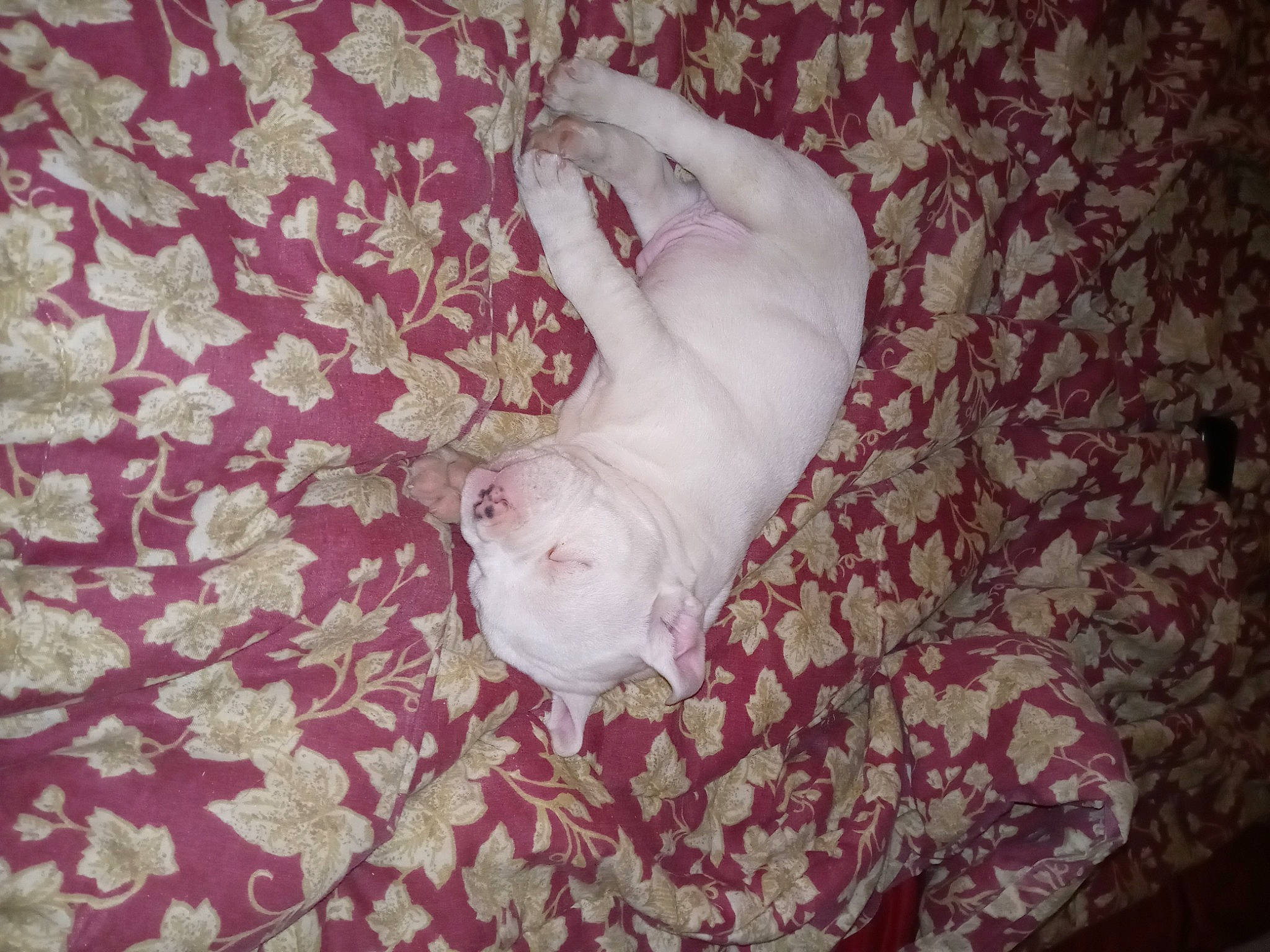 Casper is registered to the contest to win money with this photo: canidae, carnivore, comfort, companion_dog, couch, dog, dog_breed, fawn, felidae, flooring, fur, hardwood, linens, pattern, pink, room, small_to_medium_sized_cats, sporting_group, tail, wood