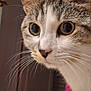Pickels a rejoint le concours — aidez-le/la à gagner de superbes lots ! cat, tabby, close_up, whiskers, indoor, curious, feline, pet, animal, face, ears, eyes, portrait, mammal, domestic_animal, fur, nose, focus, background_blur, soft_lighting