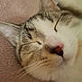 cat, sleeping, close_up, feline, whiskers, nose, fur, ears, resting, cozy, soft_surface, peaceful, domestic_animal, pet, animal, face, cute, relaxing, indoor, blurred