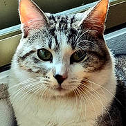 Pickels a rejoint le concours — aidez-le/la à gagner de superbes lots ! animal, cat, close_up, curious, domestic_animal, ears, face, feline, fur, green_eyes, indoor, mammal, nose, pet, portrait, resting, sitting, tabby_cat, whiskers, window