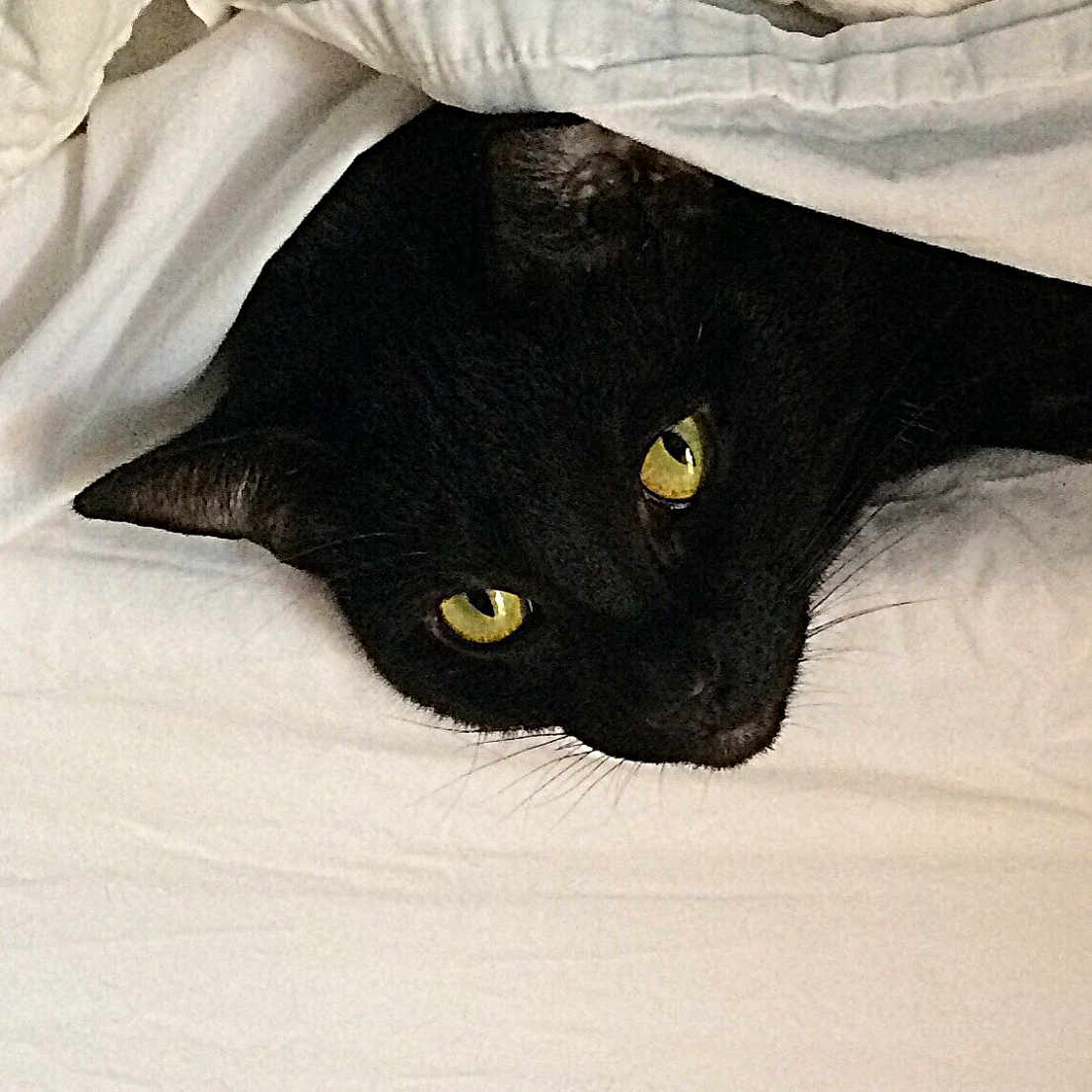 Penny Purr