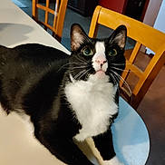Jake is registered to the contest to win money with this photo: cat, tuxedo_cat, black_and_white, pet, indoor, table, wooden_chair, furniture, green_eyes, whiskers, curious, close_up, domestic_cat, animal, mammal, household, looking_up, front_paws, floor, room