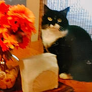 Mikey is registered to the contest to win money with this photo: cat, black_and_white, flowers, orange, vase, wooden_surface, window, curtain, checkered, indoor, pet, animal, feline, table, still_life, blurred, cozy, home, decor, food