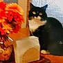 animal, black_and_white, blurred, cat, checkered, cozy, curtain, decor, feline, flowers, food, home, indoor, orange, pet, still_life, table, vase, window, wooden_surface