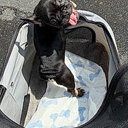 Walter is registered to the contest to win money with this photo: dog, black_dog, pet_carrier, tongue_out, asphalt, sunny_day, playful, cute, pet, animal, looking_back, outdoor, canine, happy, carrying_bag, mesh, paw, small_dog, pet_accessory, funny_face