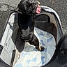 dog, black_dog, pet_carrier, tongue_out, asphalt, sunny_day, playful, cute, pet, animal, looking_back, outdoor, canine, happy, carrying_bag, mesh, paw, small_dog, pet_accessory, funny_face
