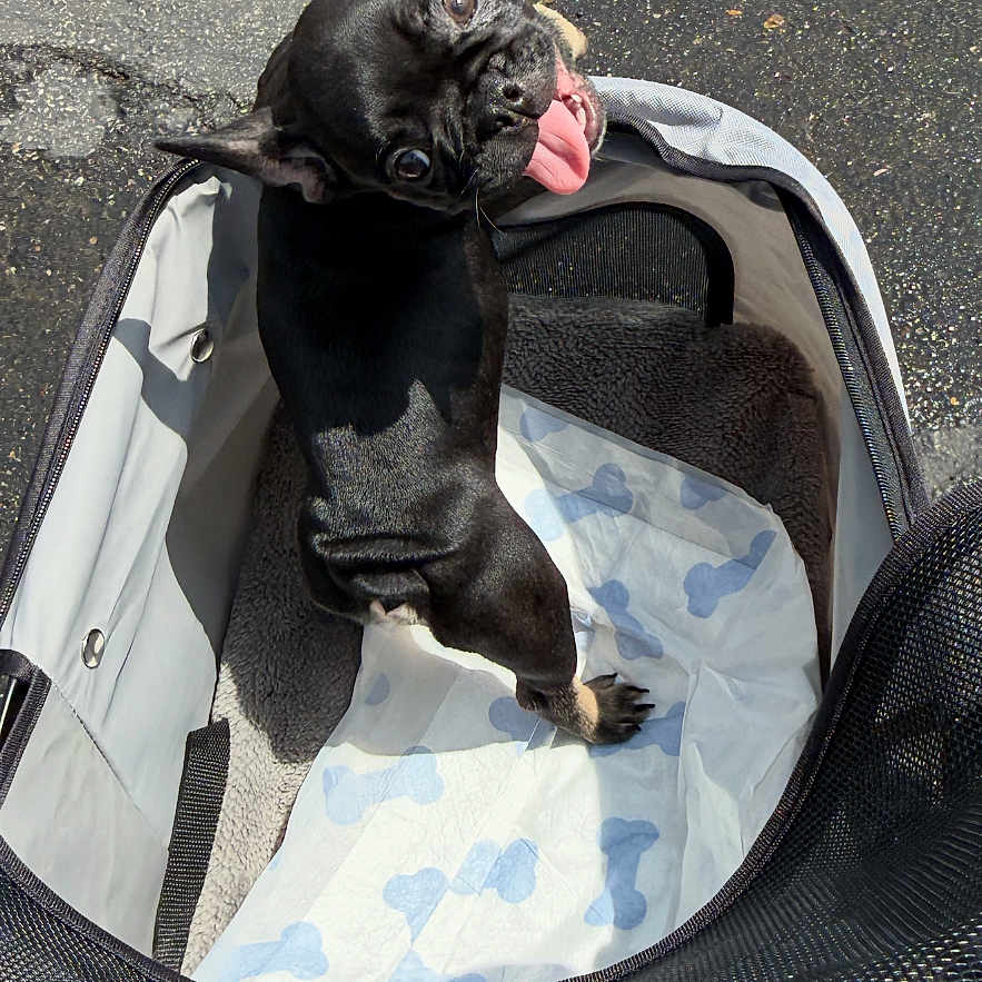 Walter is registered to the contest to win money with this photo: dog, black_dog, pet_carrier, tongue_out, asphalt, sunny_day, playful, cute, pet, animal, looking_back, outdoor, canine, happy, carrying_bag, mesh, paw, small_dog, pet_accessory, funny_face