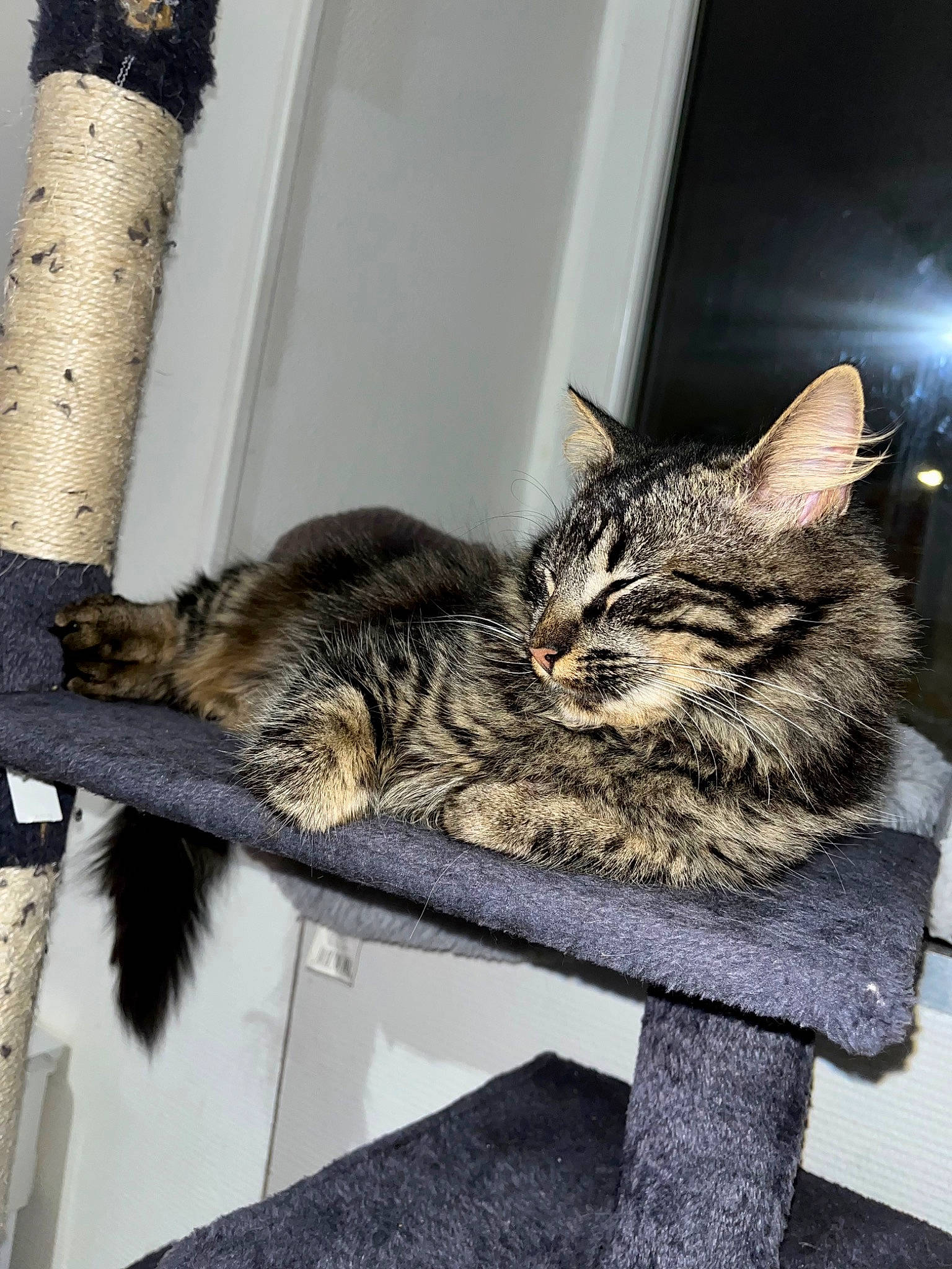 Taïga participe au concours pour gagner de l'argent avec cette photo : carnivore, cat, claw, comfort, domestic_short_haired_cat, felidae, fur, grey, mammal, nap, natural_material, paw, sitting, small_to_medium_sized_cats, snout, tail, terrestrial_animal, vertebrate, whiskers