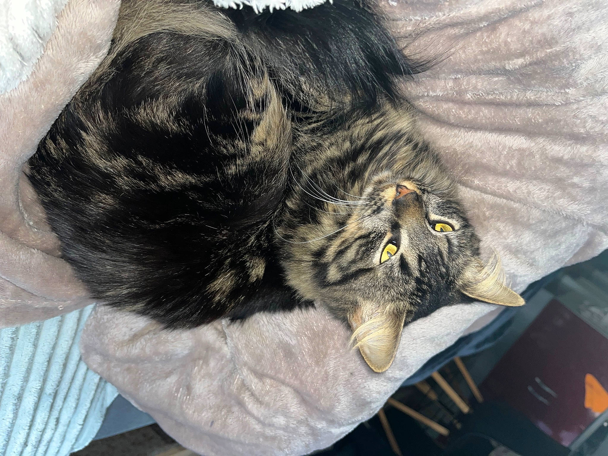 Taïga a rejoint le concours — aidez-le/la à gagner de superbes lots ! carnivore, cat, claw, comfort, domestic_short_haired_cat, felidae, fur, grey, paw, small_to_medium_sized_cats, tail, terrestrial_animal, whiskers