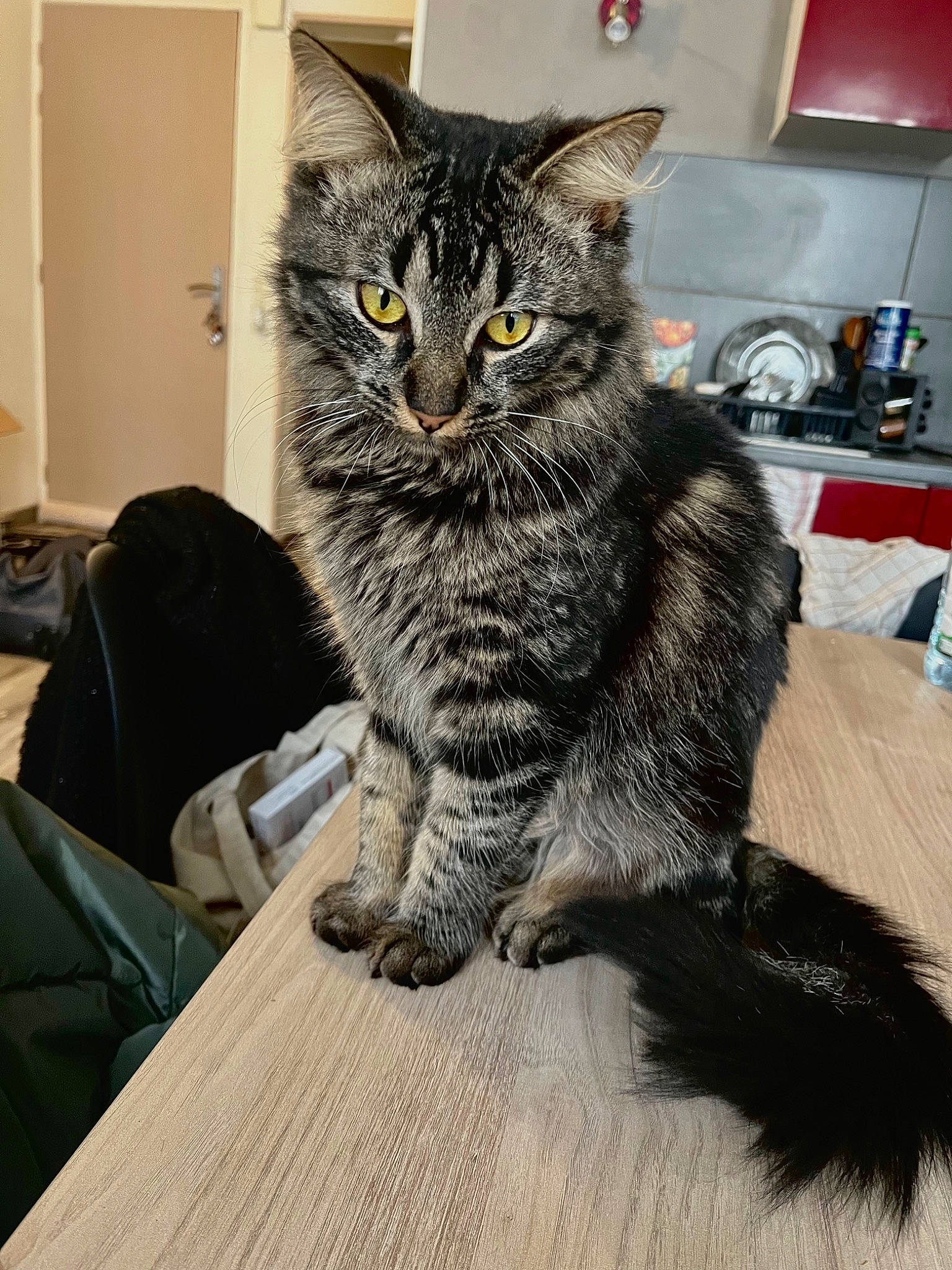 Taïga a rejoint le concours — aidez-le/la à gagner de superbes lots ! bag, box, carnivore, cat, claw, domestic_short_haired_cat, felidae, flooring, fur, grey, hardwood, kitchen_appliance, paw, sitting, small_to_medium_sized_cats, snout, table, tail, whiskers, wood