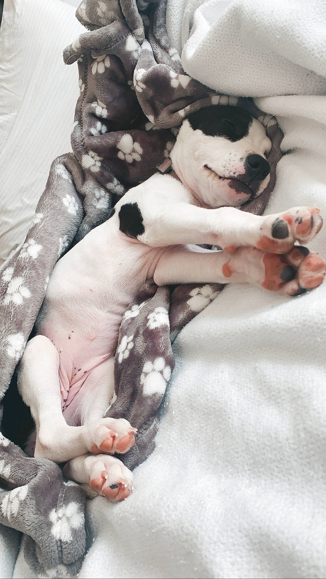 Mötley joined the competition — help win amazing prizes! american_bulldog, american_staffordshire_terrier, boston_terrier, canidae, carnivore, companion_dog, dog, dog_breed, french_bulldog, great_dane, non_sporting_group, pit_bull, pointer, puppy, puppy_love, rare_breed_dog