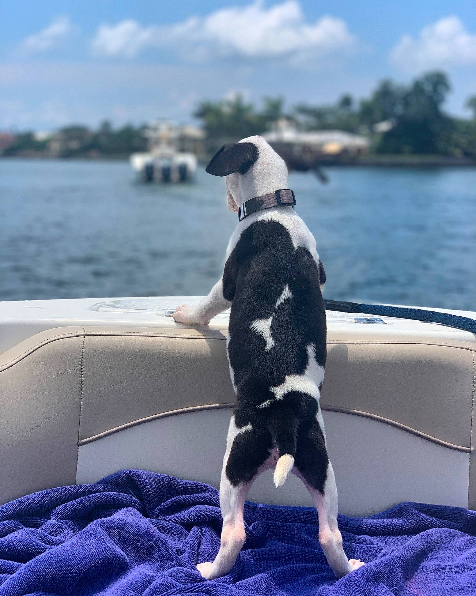 Mötley is registered to the contest to win money with this photo: boating, canidae, carnivore, companion_dog, dog, dog_breed, great_dane, leisure, non_sporting_group, recreation, sporting_group, tail, vehicle