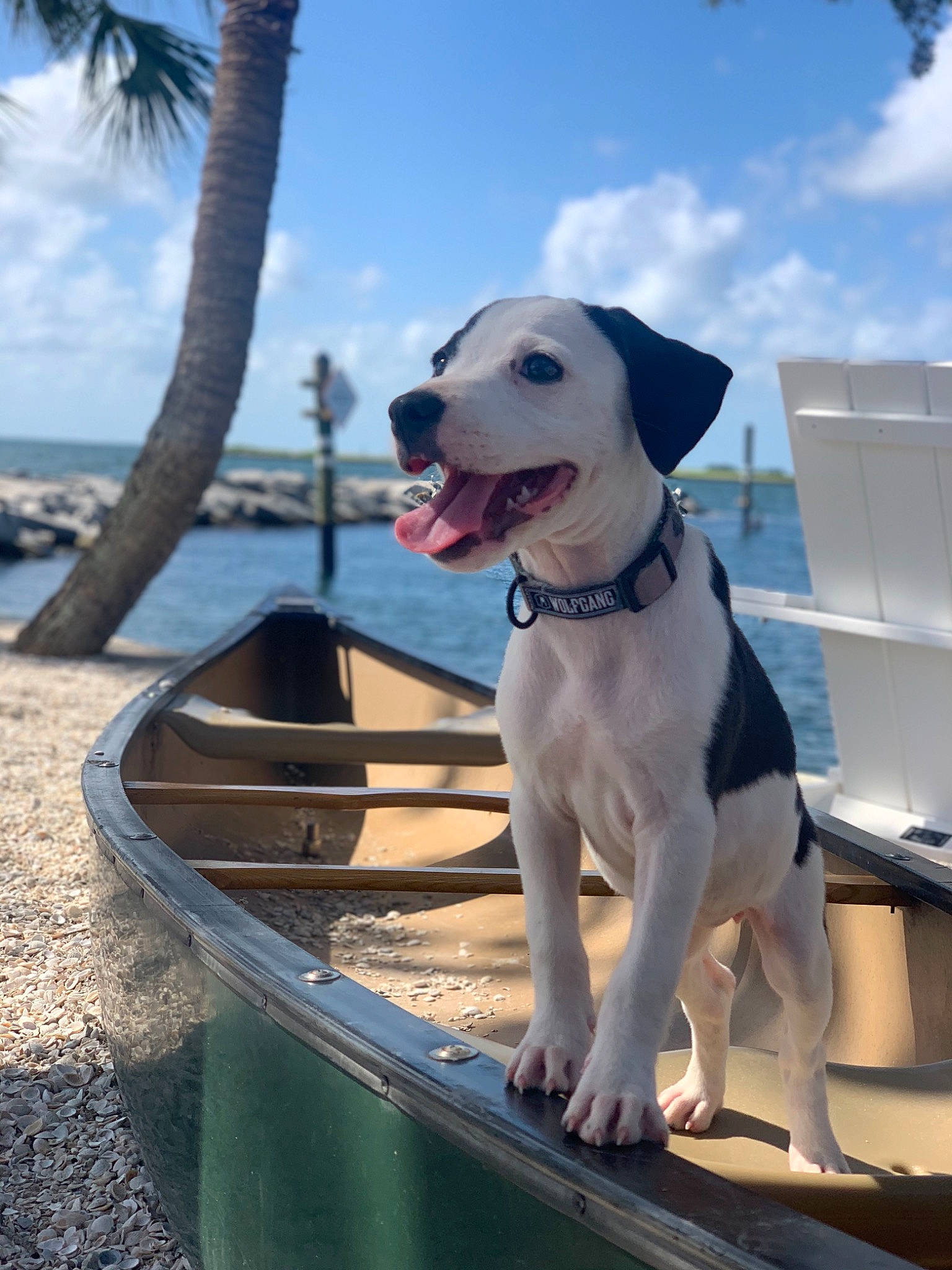 Mötley joined the competition — help win amazing prizes! canidae, carnivore, companion_dog, dog, dog_breed, fawn, guard_dog, mammal, non_sporting_group, potcake_dog, snout, sporting_group, vacation, vehicle