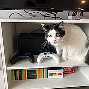 Suki is registered to the contest to win money with this photo: black_and_white, board_games, buzzed_tower, cat, cat_ears, cat_tail, cat_whiskers, curious, electronics, furniture, gaming_console, home_interior, incohearent, indoor, pet, pet_indoor, shelf, video_game_controller, wavelength, white_shelf