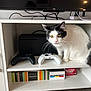 black_and_white, board_games, buzzed_tower, cat, cat_ears, cat_tail, cat_whiskers, curious, electronics, furniture, gaming_console, home_interior, incohearent, indoor, pet, pet_indoor, shelf, video_game_controller, wavelength, white_shelf