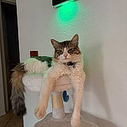 Roy Heart is registered to the contest to win money with this photo: cat, feline, pet, indoor, cat_tree, fluffy, relaxed, paws, tail, collar, fur, animal, domestic, resting, white_wall, green_light, tile_floor, home, cute, comfortable