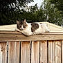 Roy Heart joined the competition — help win amazing prizes! cat, fence, wood, outdoor, animal, pet, fluffy, relaxed, nature, greenery, tree, shelter, backyard, daylight, fur, mammal, whiskers, resting, curious, ears