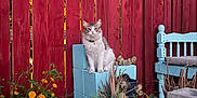 Roy Heart joined the competition — help win amazing prizes! cat, fence, red_fence, cinder_blocks, blue_cinder_blocks, flowers, yellow_flowers, succulents, garden, bench, blue_bench, outdoor, pet, animal, evening_light, garden_lamp, plants, nature, sitting, fur