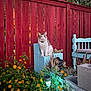 cat, fence, red_fence, cinder_blocks, blue_cinder_blocks, flowers, yellow_flowers, succulents, garden, bench, blue_bench, outdoor, pet, animal, evening_light, garden_lamp, plants, nature, sitting, fur