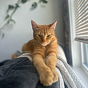 Cheeto joined the competition — help win amazing prizes! cat, ginger_cat, stretching, cozy, blanket, window, blinds, indoor, natural_light, furniture, plant, relaxed, pet, animal, soft_focus, home, comfort, fur, whiskers, paws